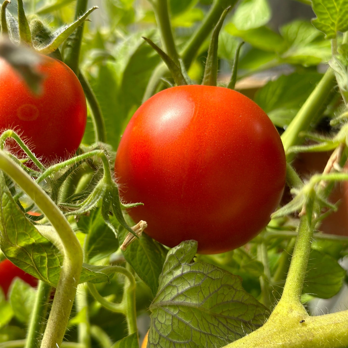 Tomato 'Legend' Seeds - Hollyhock Hill