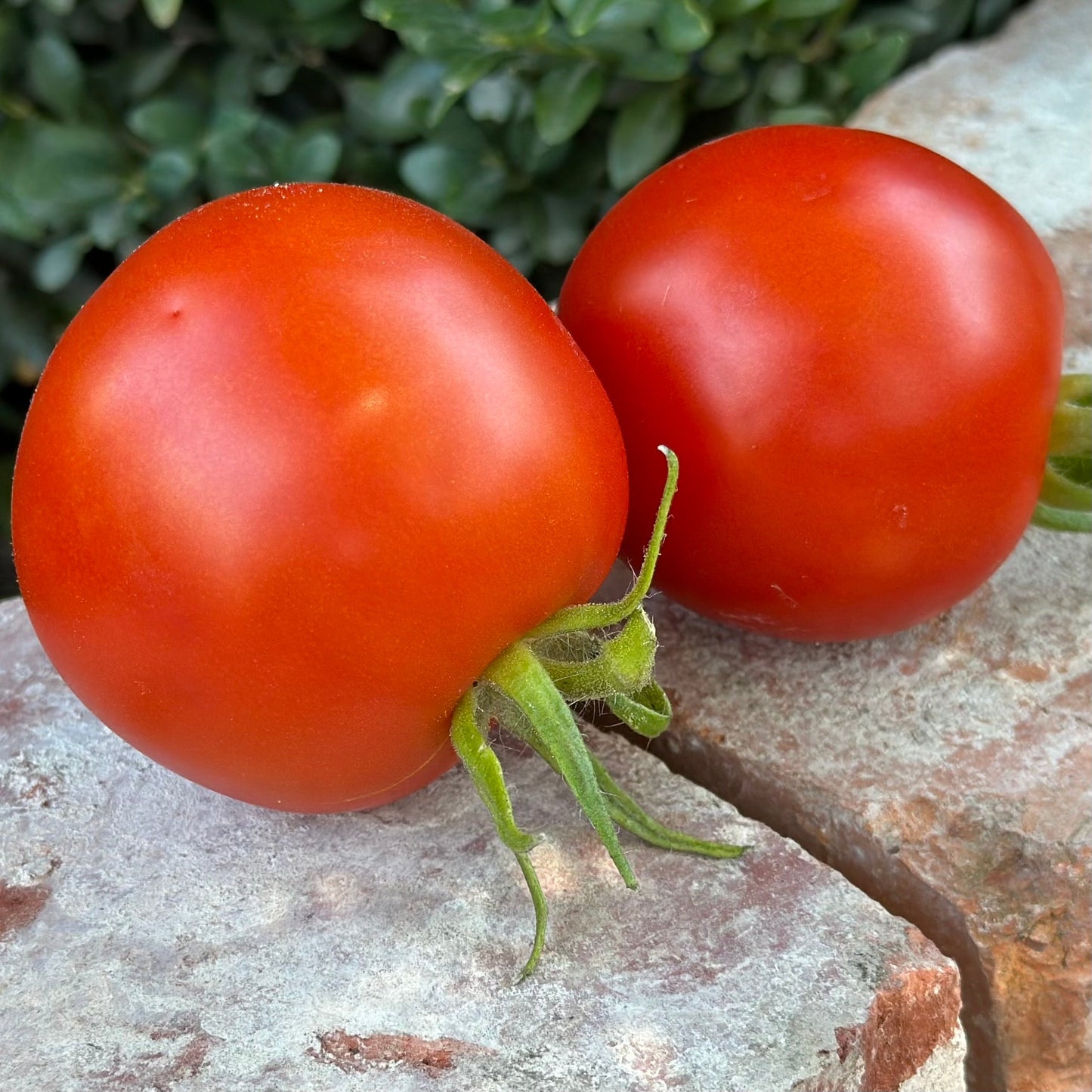 Tomato 'Legend' Seeds - Hollyhock Hill