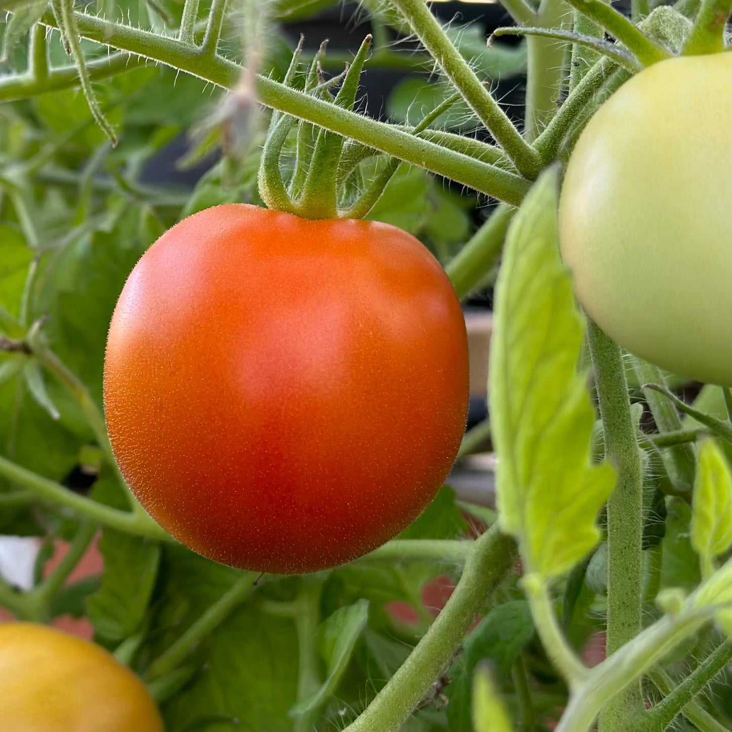 Tomato 'Legend' Seeds - Hollyhock Hill