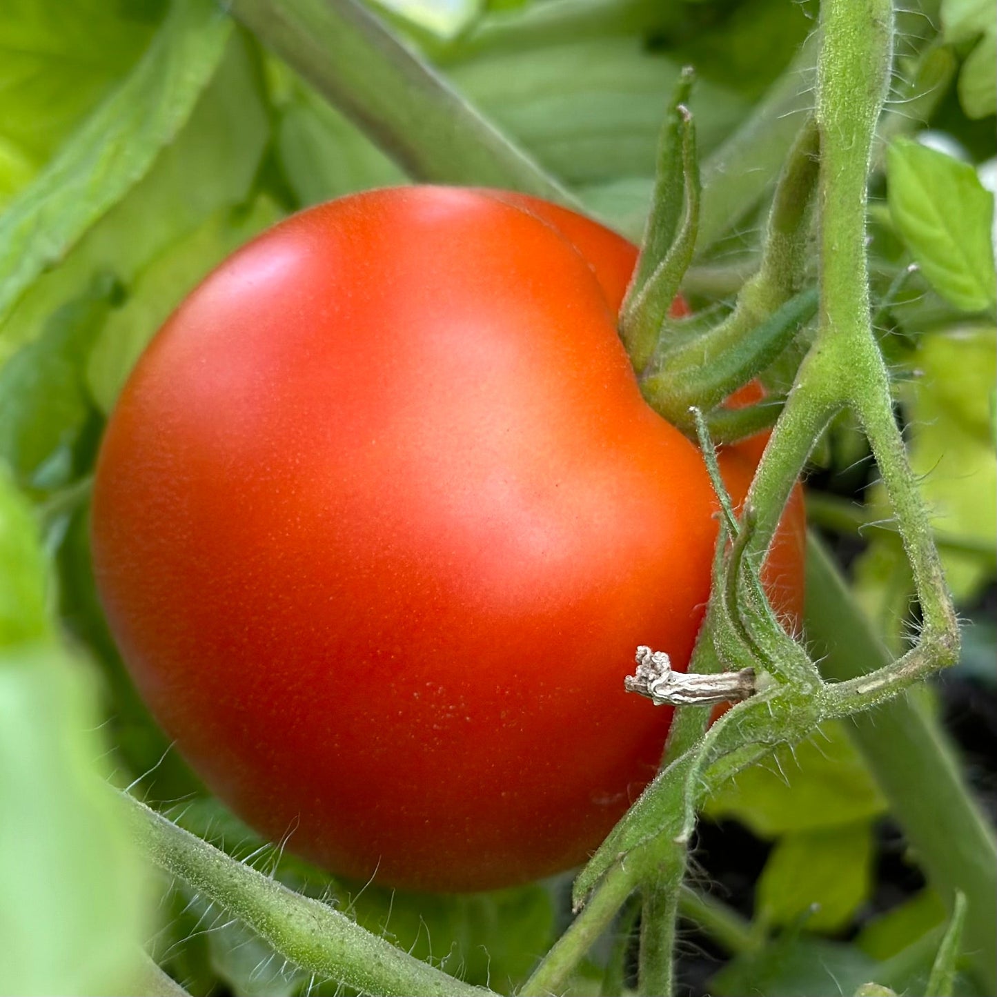 Tomato 'Legend' Seeds - Hollyhock Hill