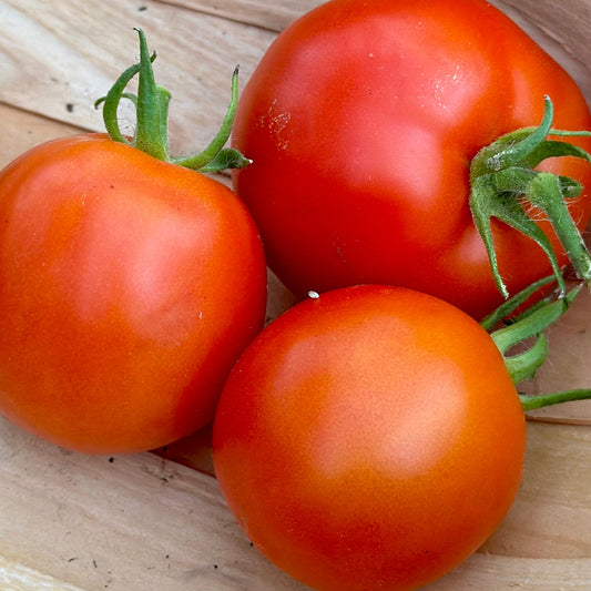 Tomato 'Legend' Seeds - Hollyhock Hill