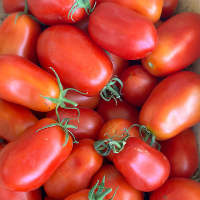 Tomato 'Napoli Paste' Seeds - Hollyhock Hill