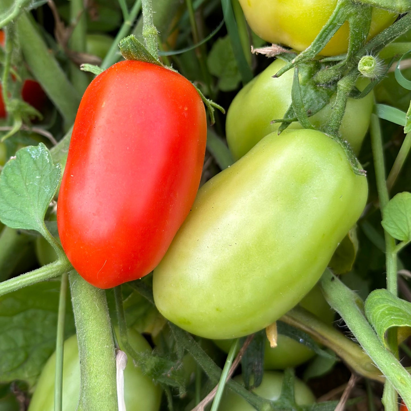Tomato 'Napoli Paste' Seeds - Hollyhock Hill