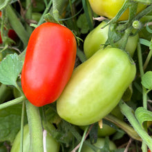 Load image into Gallery viewer, Tomato &#39;Napoli Paste&#39; Seeds - Hollyhock Hill
