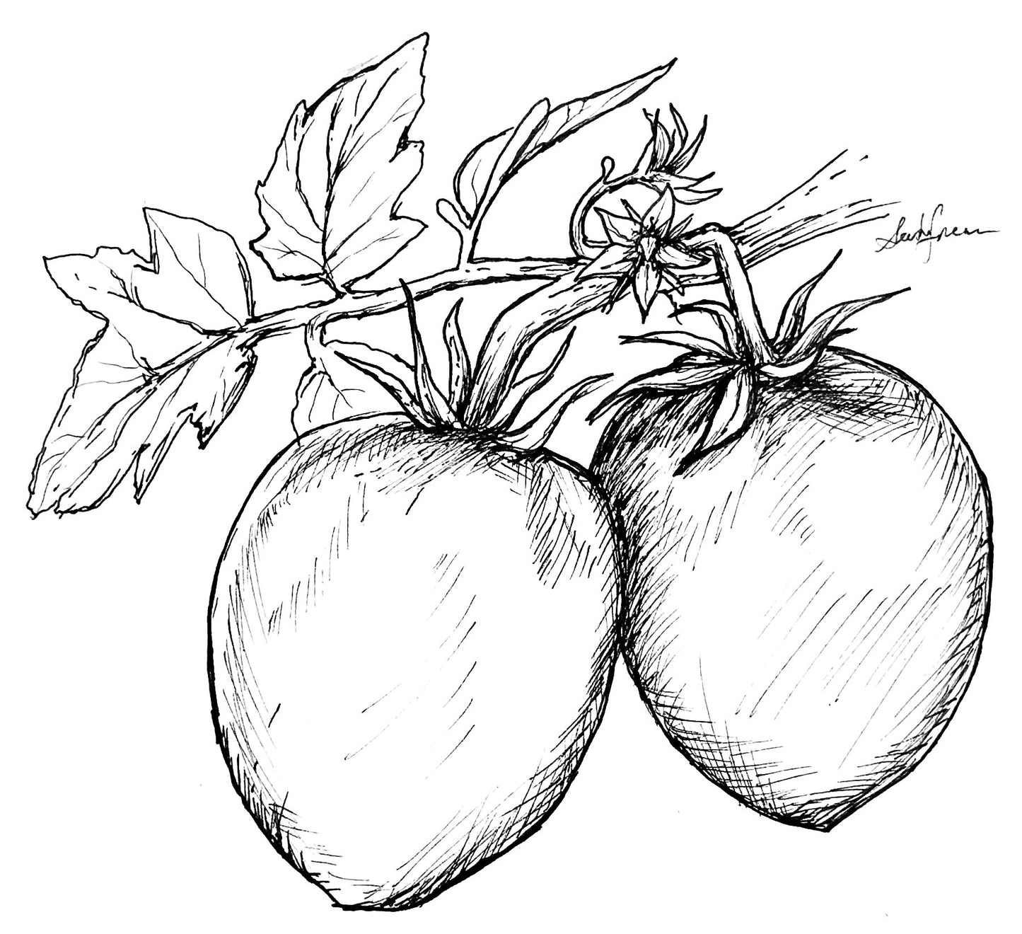 Tomato 'Napoli Paste' Seeds - Hollyhock Hill