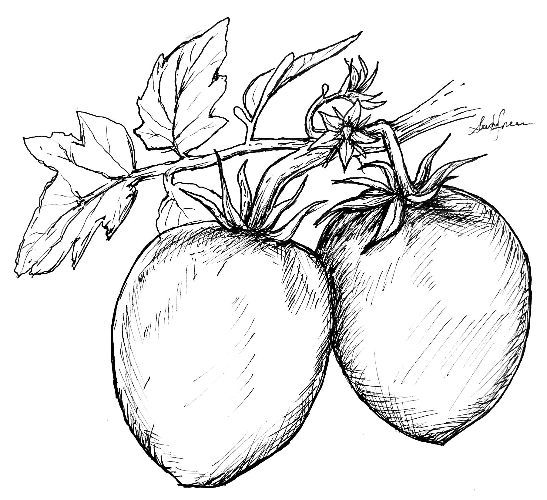 Tomato 'Napoli Paste' Seeds - Hollyhock Hill