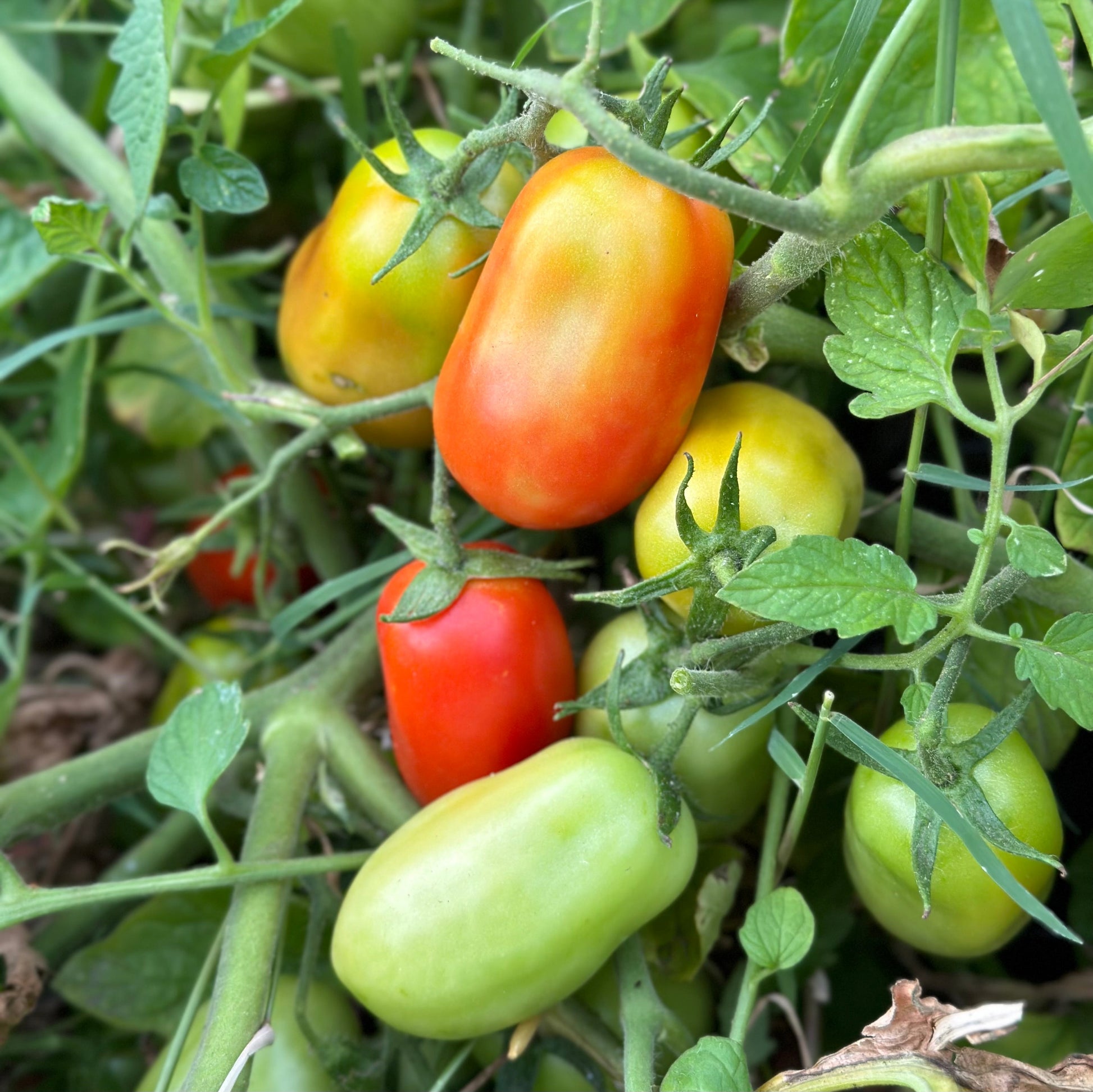 Tomato 'Napoli Paste' Seeds - Hollyhock Hill
