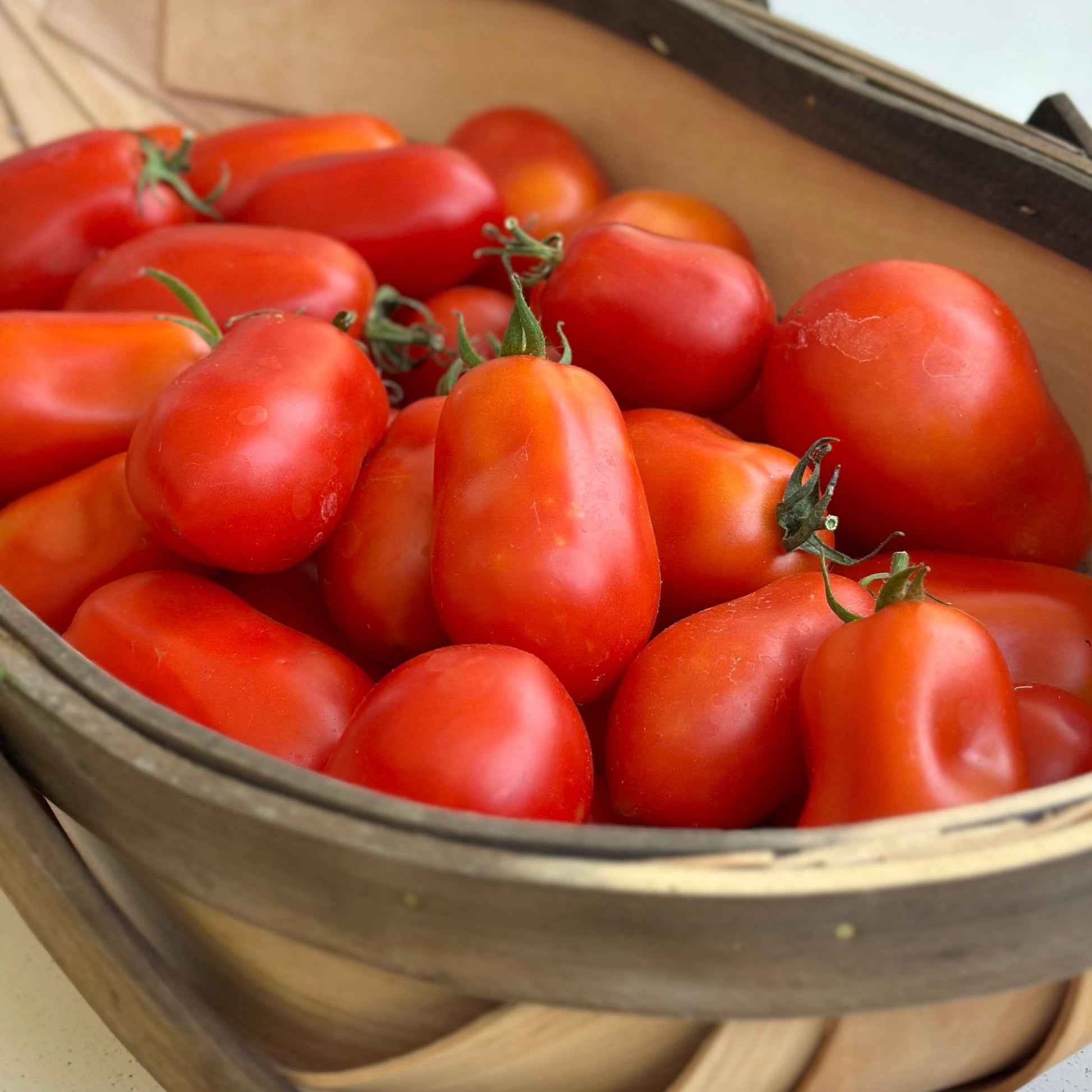 Tomato 'Napoli Paste' Seeds - Hollyhock Hill