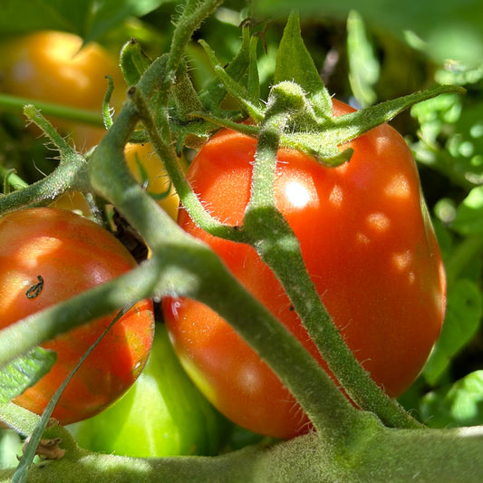 Tomato 'Roma' Seeds - Hollyhock Hill