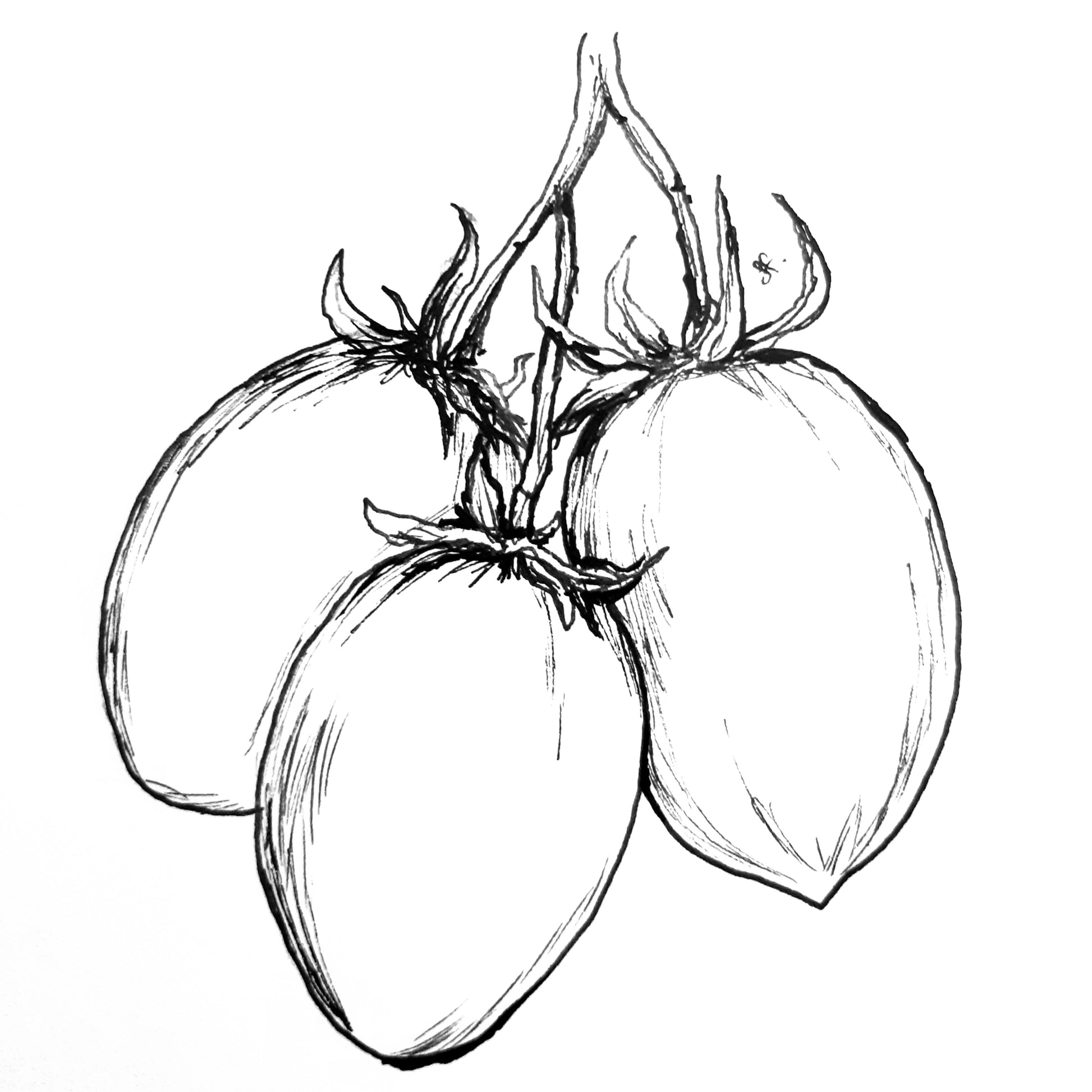 Tomato 'Roma' Seeds - Hollyhock Hill