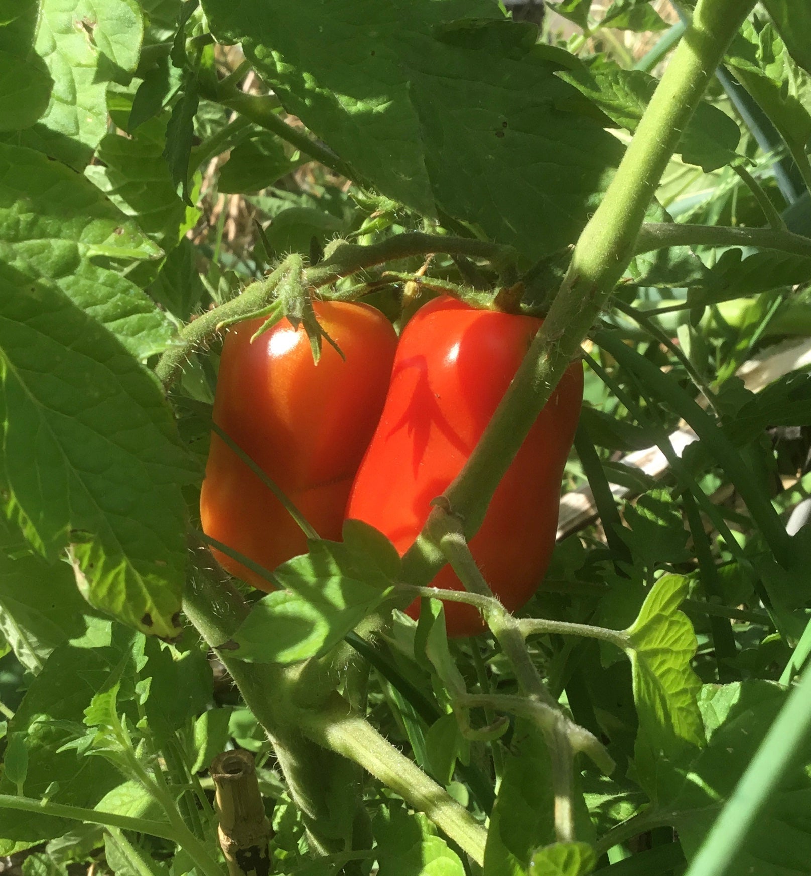 Tomato 'San Marzano' Seeds - Hollyhock Hill