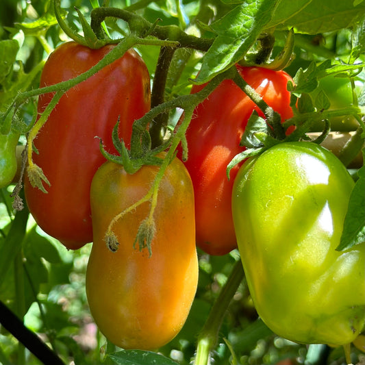 Tomato 'San Marzano' Seeds - Hollyhock Hill