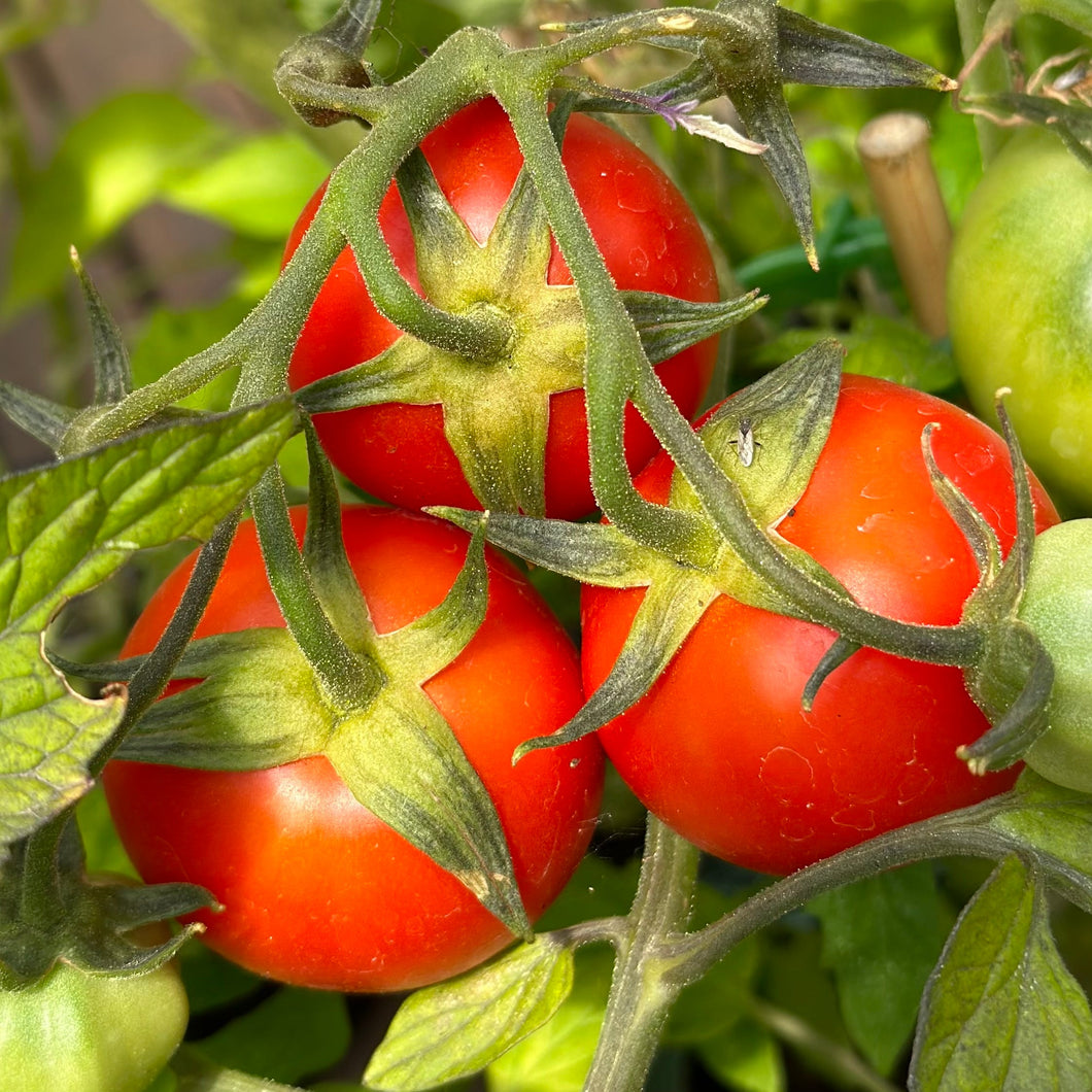 Tomato 'Siberian' Seeds - Hollyhock Hill