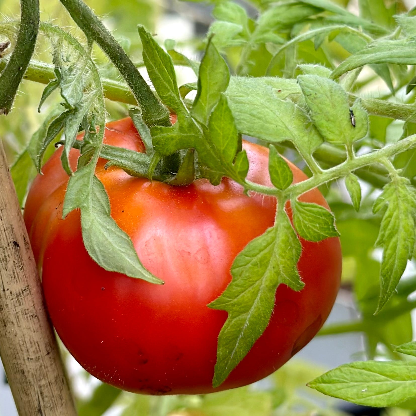 Tomato 'Silvery Fir Tree' Seeds - Hollyhock Hill