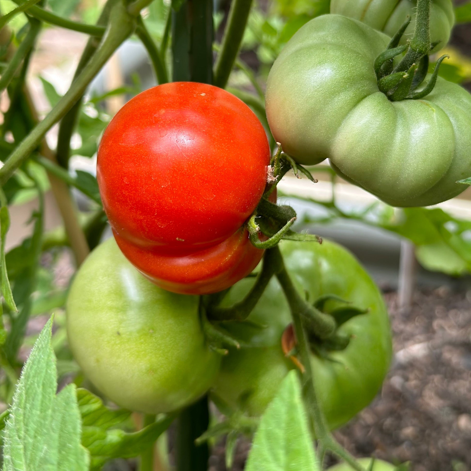 Tomato 'Silvery Fir Tree' Seeds - Hollyhock Hill