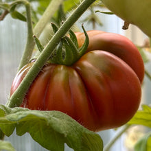 Load image into Gallery viewer, Tomato &#39;Sleeping Lady’ Seeds - Hollyhock Hill
