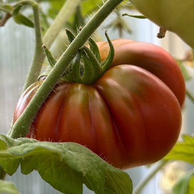 Tomato 'Sleeping Lady’ Seeds - Hollyhock Hill