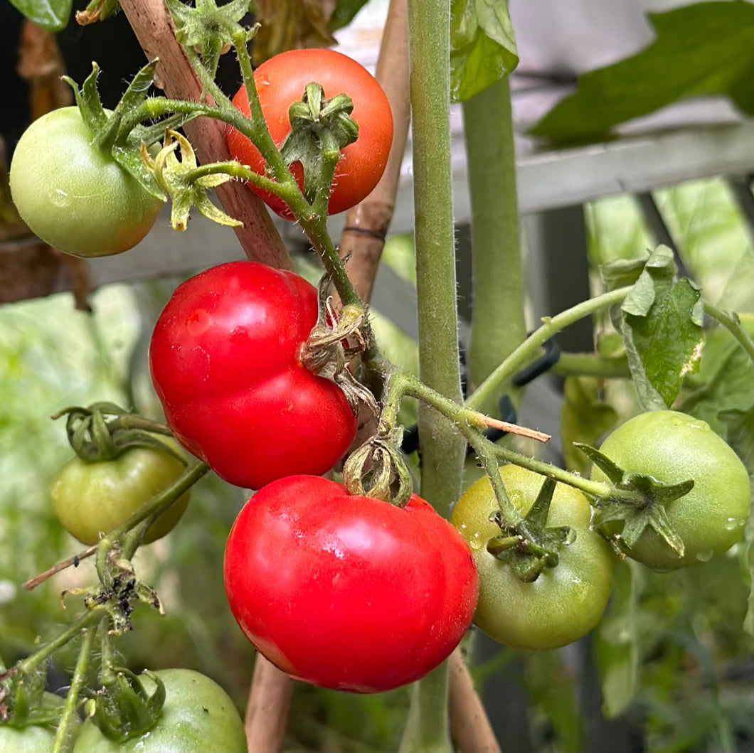 Tomato 'Sweet English' Seeds - Hollyhock Hill