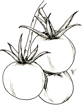 Tomato 'Sweetie' Seeds - Hollyhock Hill
