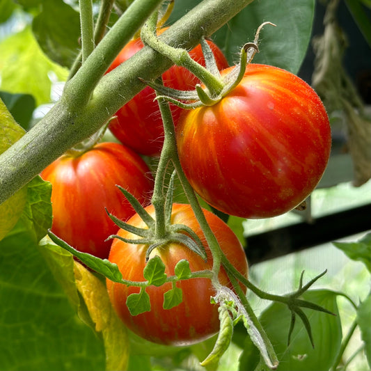 Tomato 'Tigerella' Certified Organic Seeds - Hollyhock Hill