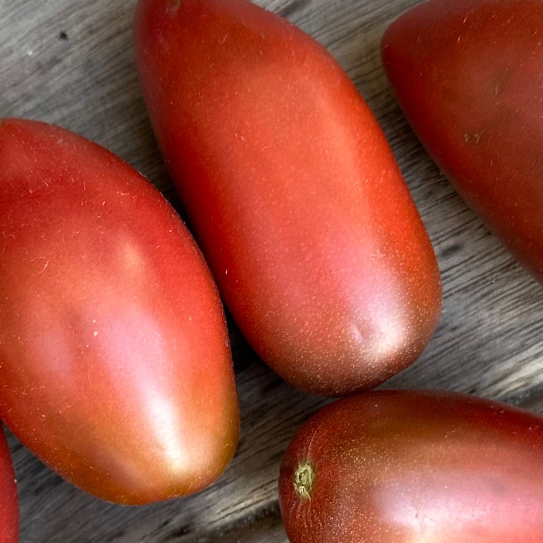 Tomato 'Ukrainian Purple' Seeds - Hollyhock Hill