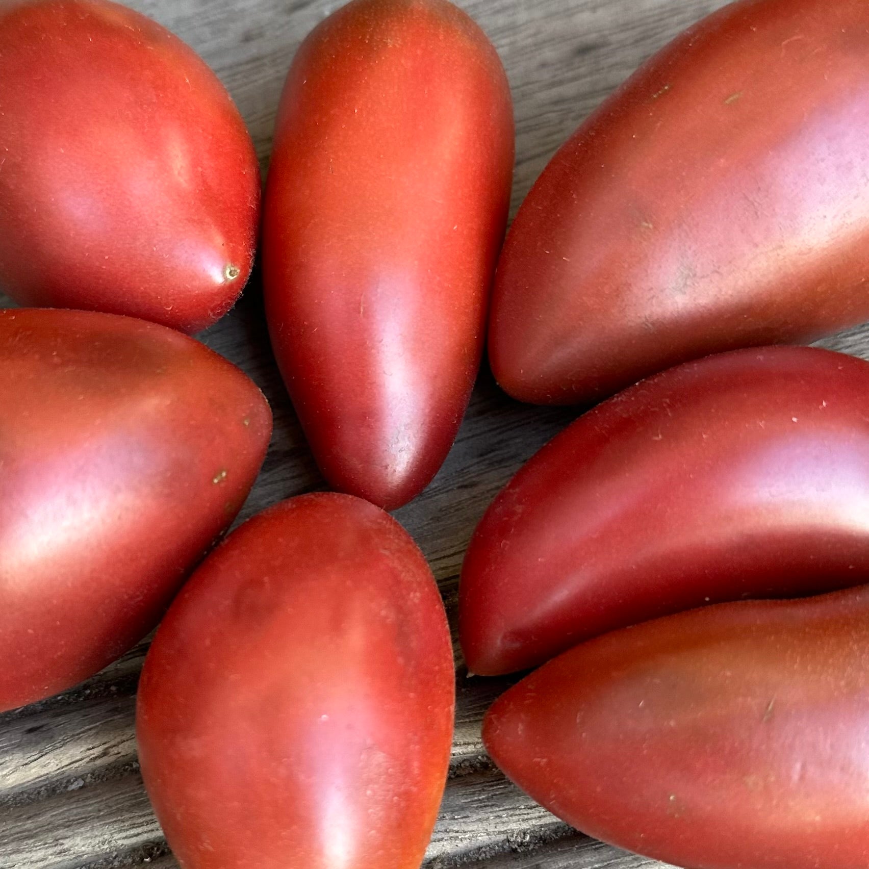 Tomato 'Ukrainian Purple' Seeds - Hollyhock Hill