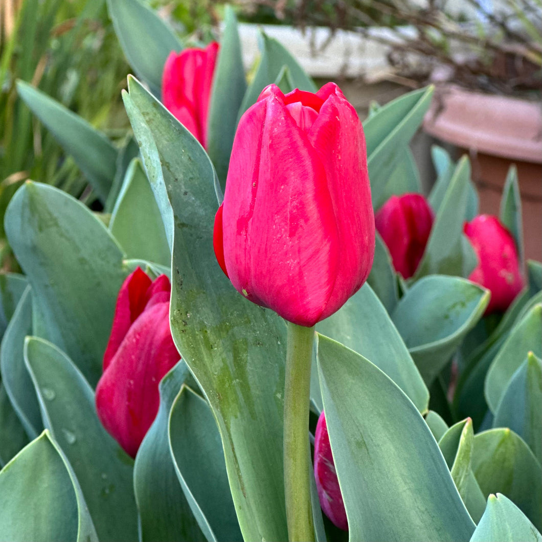 Tulip - 'Ile de France' - 4 Bulbs - Hollyhock Hill