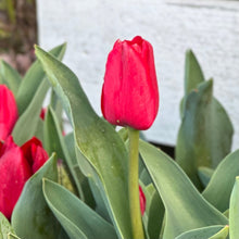 Load image into Gallery viewer, Tulip - &#39;Ile de France&#39; - 4 Bulbs - Hollyhock Hill
