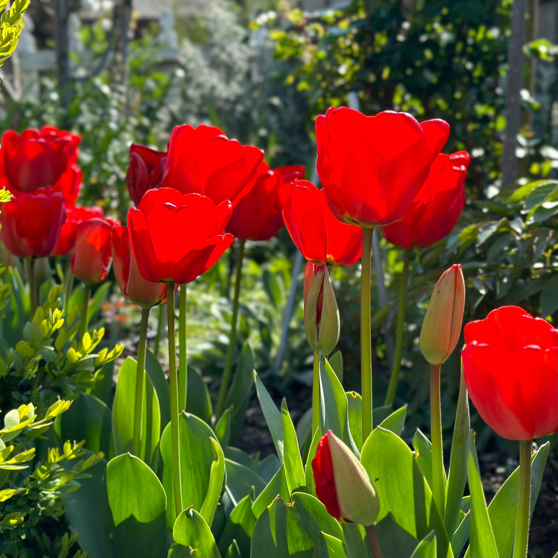 Tulip - 'London' - 4 Bulbs - Hollyhock Hill