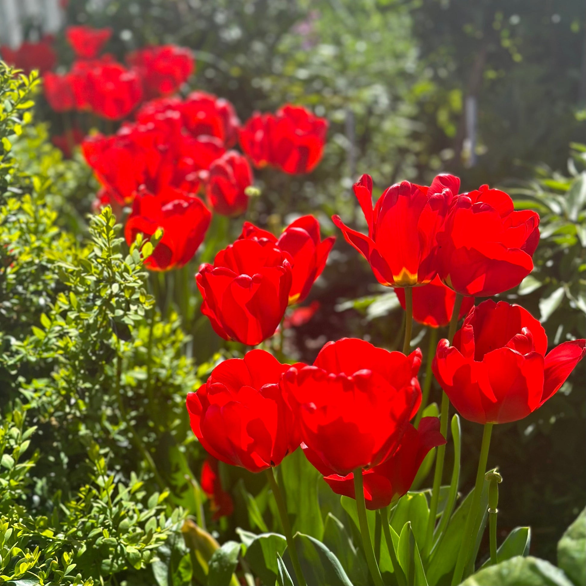 Tulip - 'London' - 4 Bulbs - Hollyhock Hill