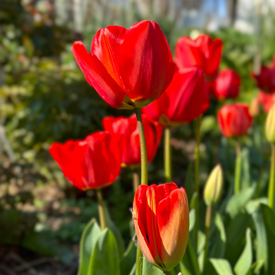 Tulip - 'London' - 4 Bulbs - Hollyhock Hill