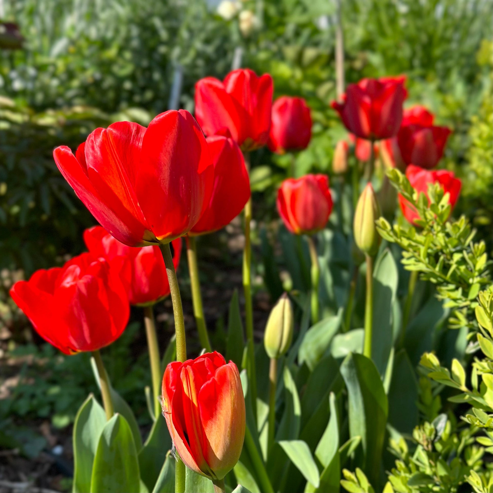 Tulip - 'London' - 4 Bulbs - Hollyhock Hill