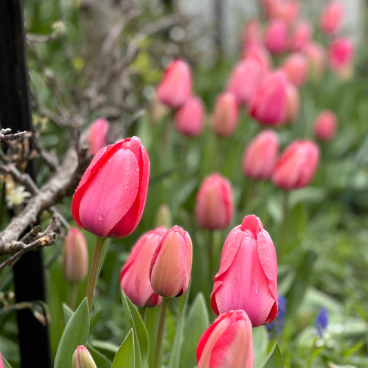 Tulip - 'Pink Impression' - 4 Bulbs - Hollyhock Hill