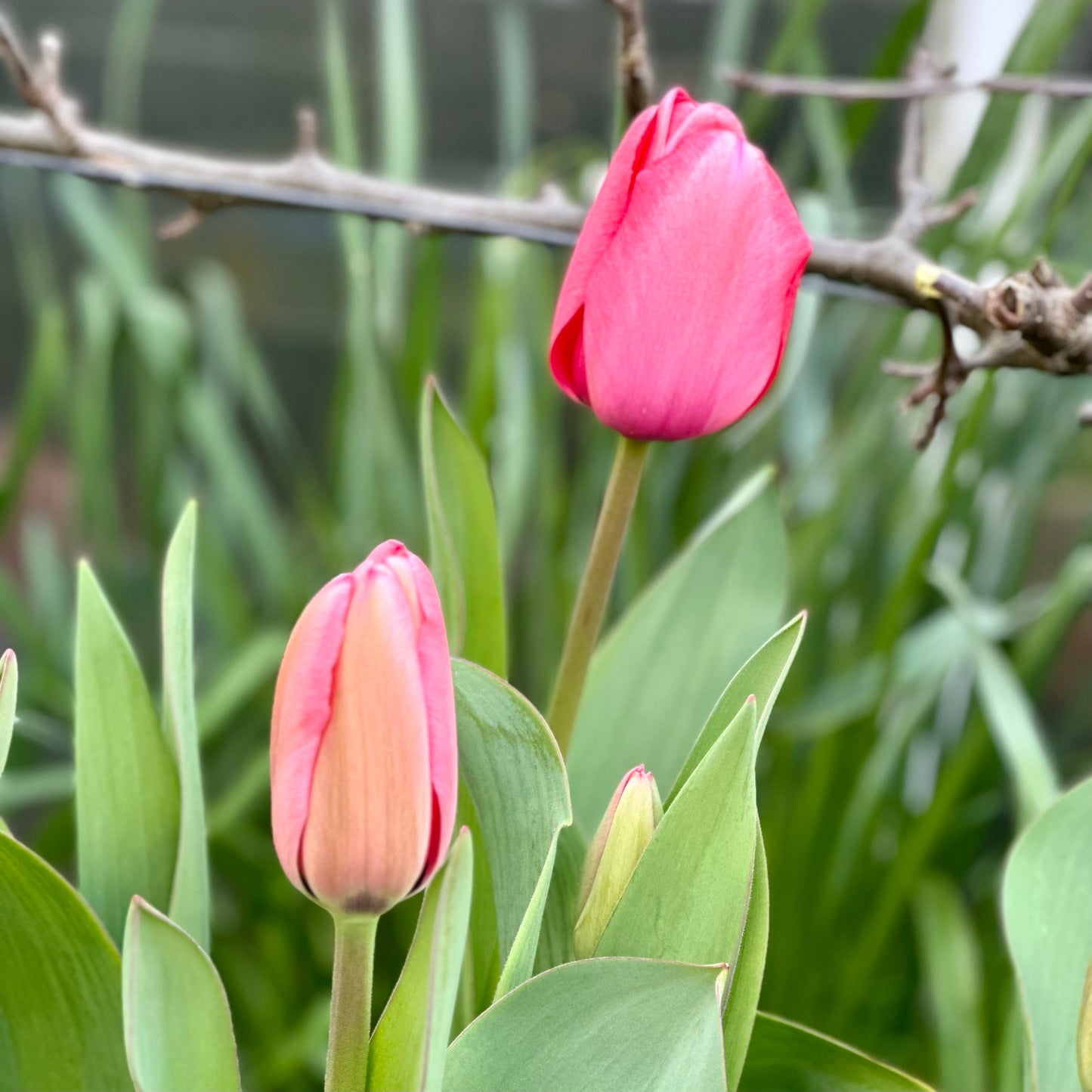 Tulip - 'Pink Impression' - 4 Bulbs - Hollyhock Hill