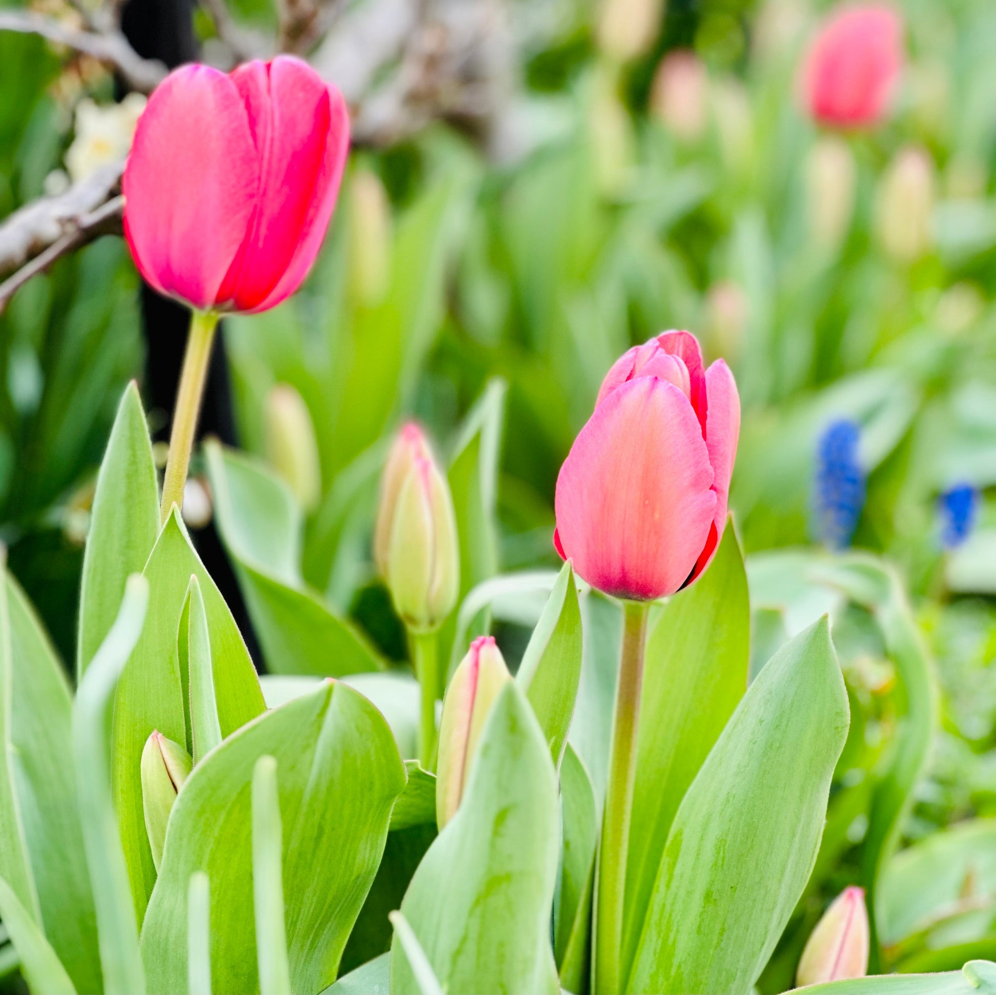 Tulip - 'Pink Impression' - 4 Bulbs - Hollyhock Hill