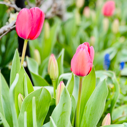 Tulip - 'Pink Impression' - 4 Bulbs - Hollyhock Hill