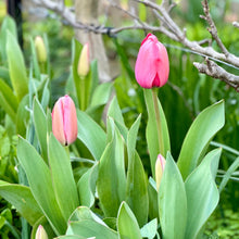 Load image into Gallery viewer, Tulip - &#39;Pink Impression&#39; - 4 Bulbs - Hollyhock Hill
