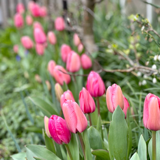 Tulip - 'Pink Impression' - 4 Bulbs - Hollyhock Hill