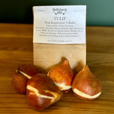 Tulip -'Pink Impression'- 4 Bulbs - Hollyhock Hill