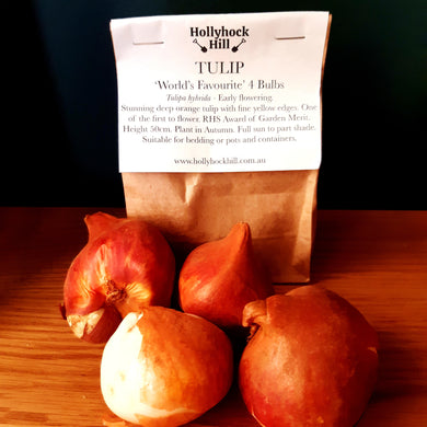 Tulip - World's Favourite - 4 Bulbs - Hollyhock Hill