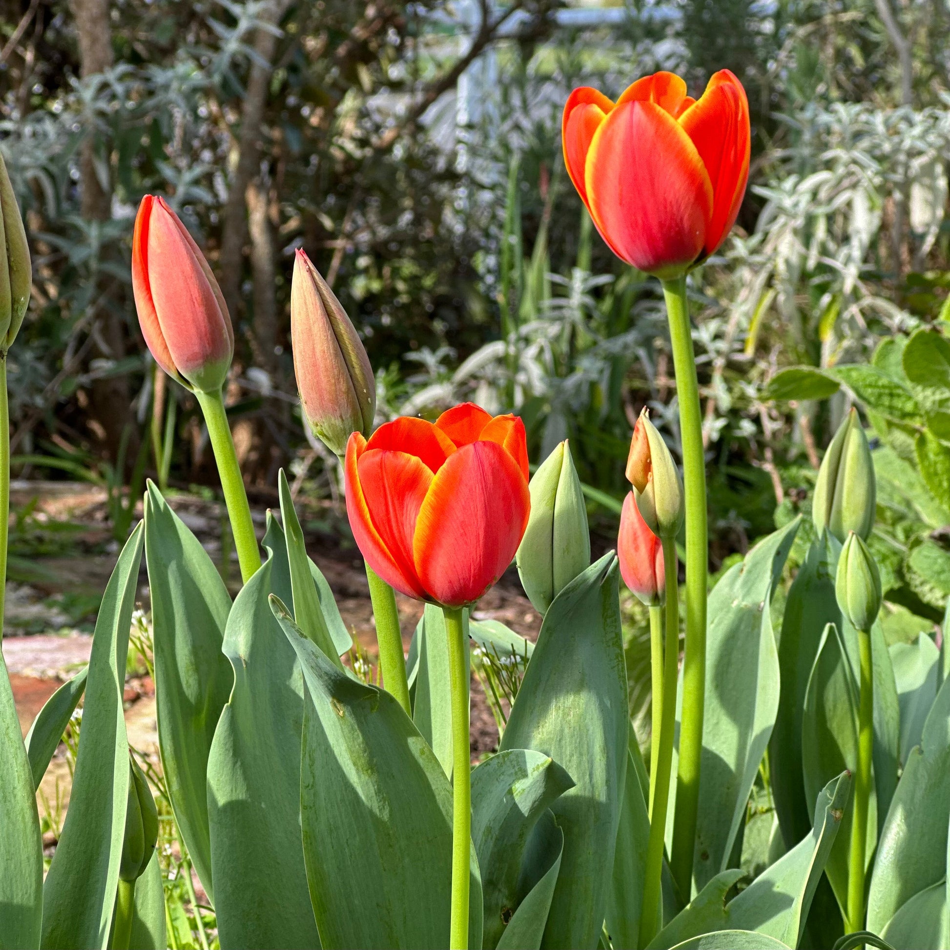 Tulip - World's Favourite - 4 Bulbs - Hollyhock Hill