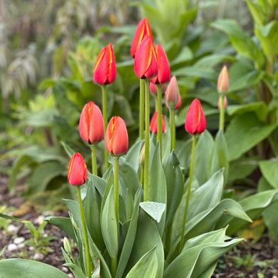 Tulip - World's Favourite - 4 Bulbs - Hollyhock Hill