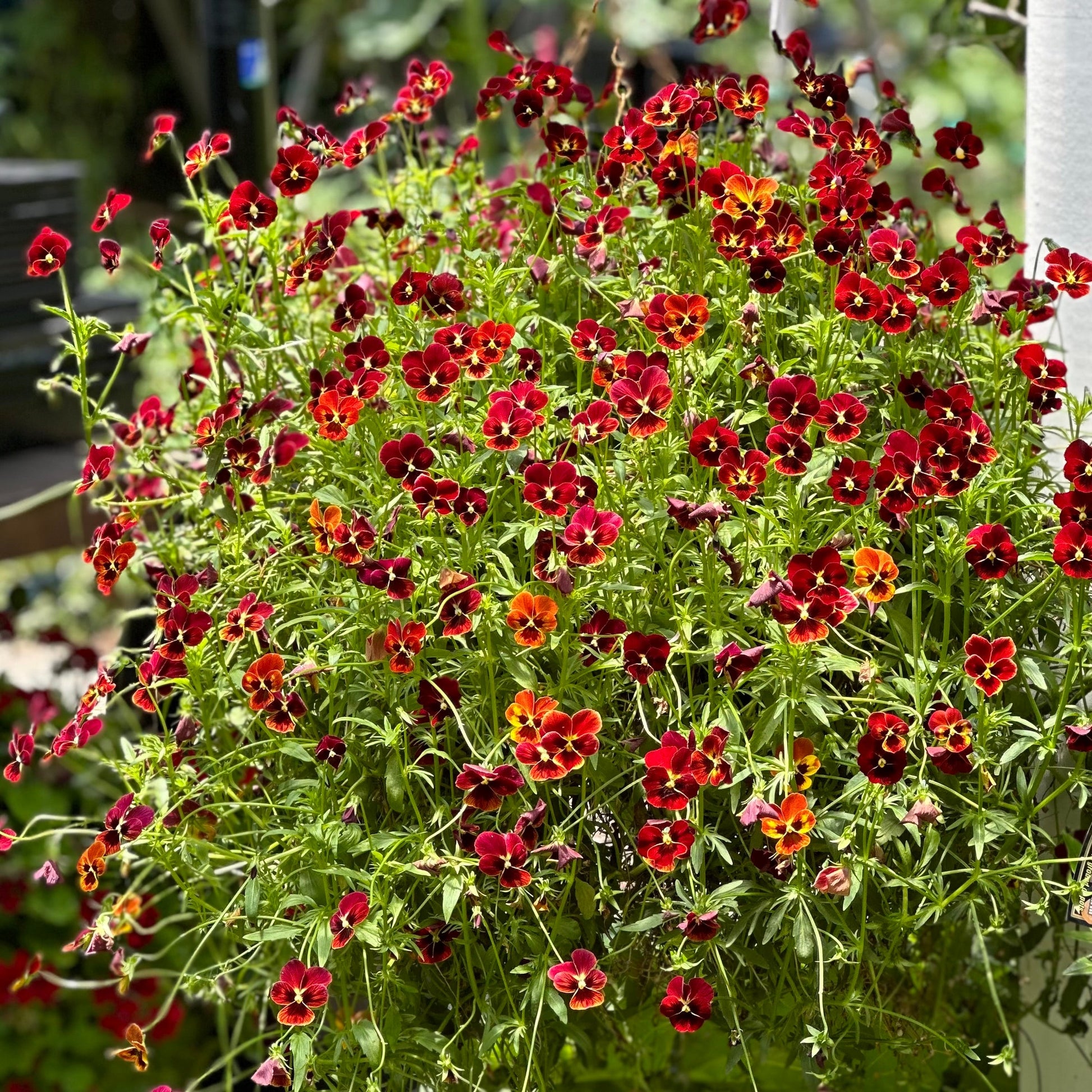 Viola 'Arkwright Ruby' Seeds - Hollyhock Hill