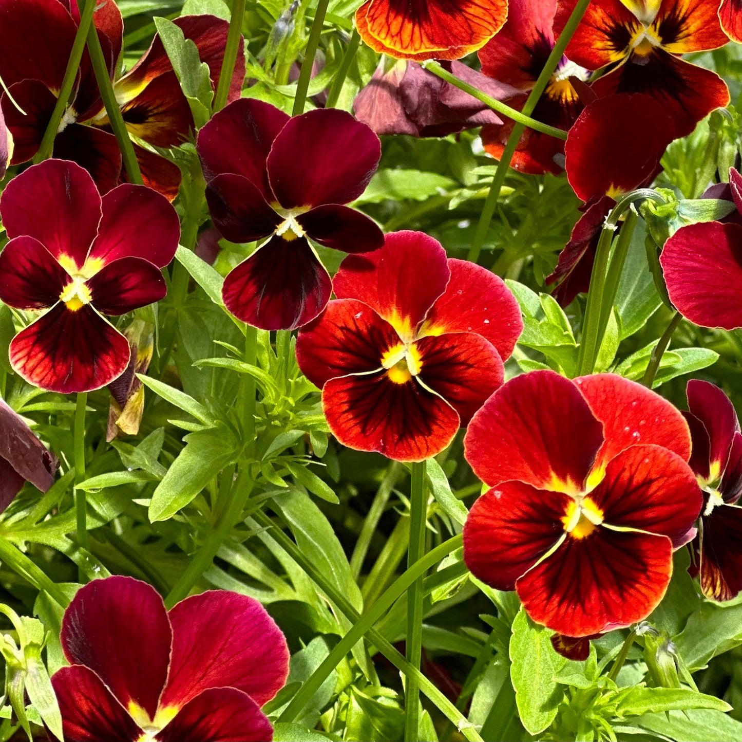 Viola 'Arkwright Ruby' Seeds - Hollyhock Hill