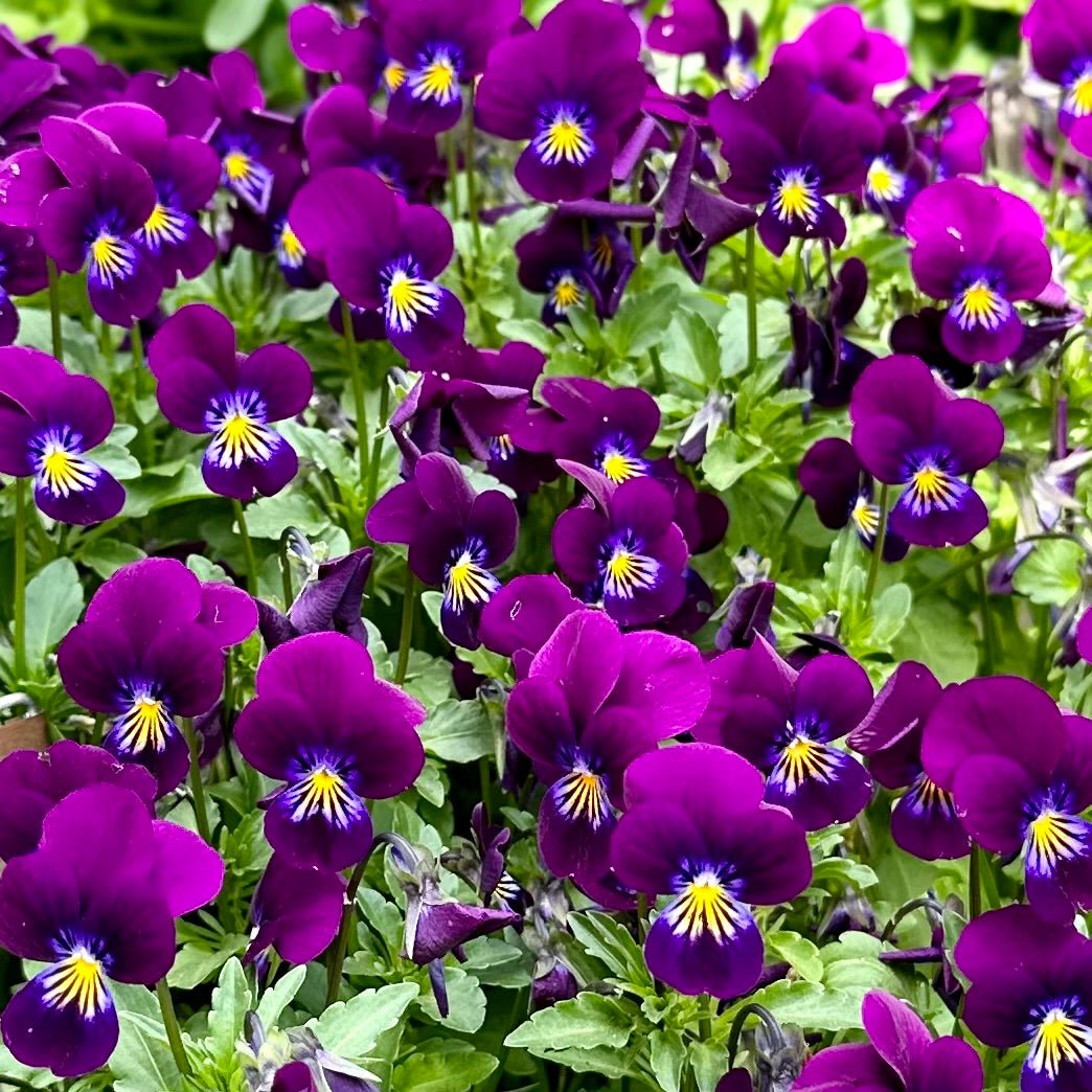 Viola 'King Henry’ Seeds - Hollyhock Hill