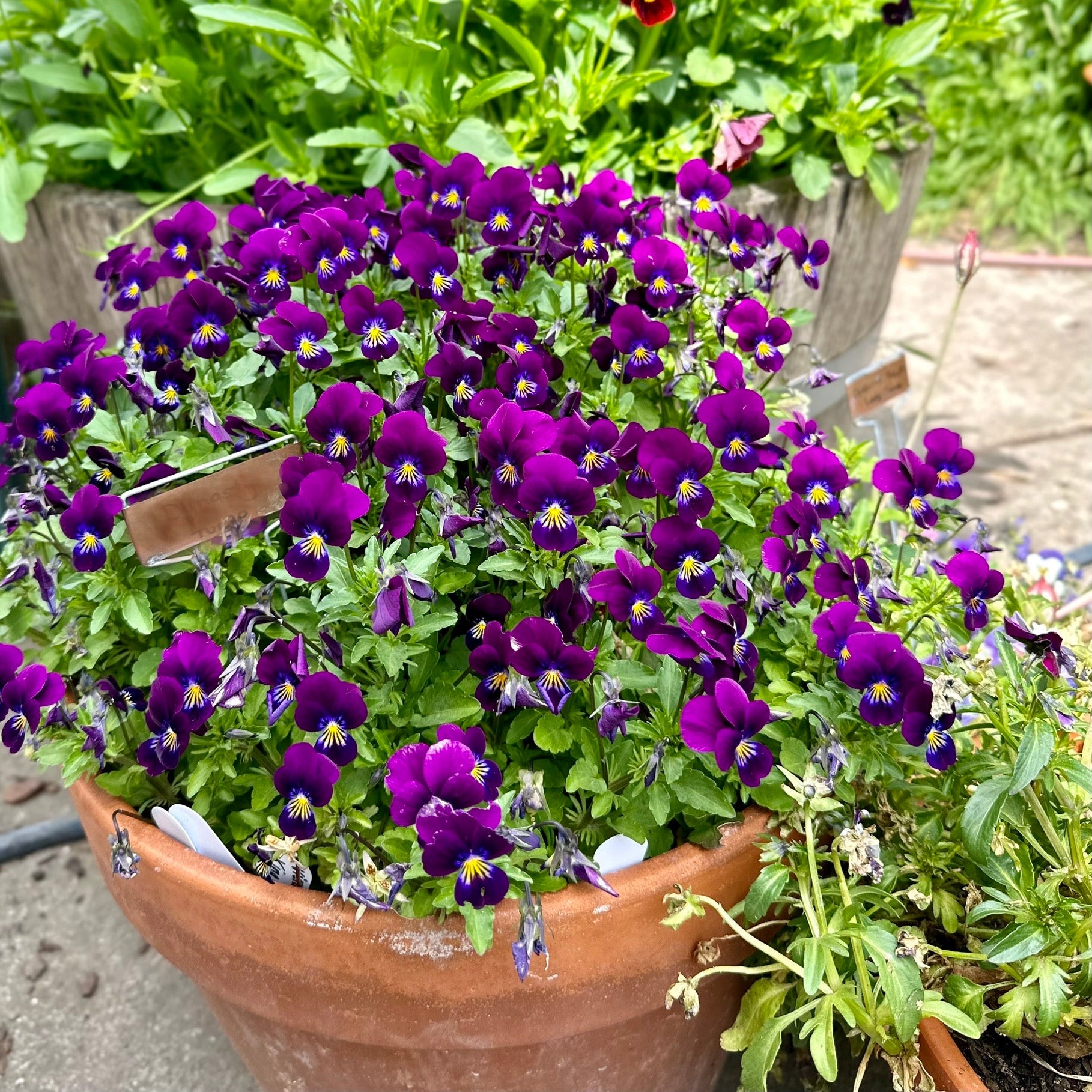 Viola 'King Henry’ Seeds - Hollyhock Hill