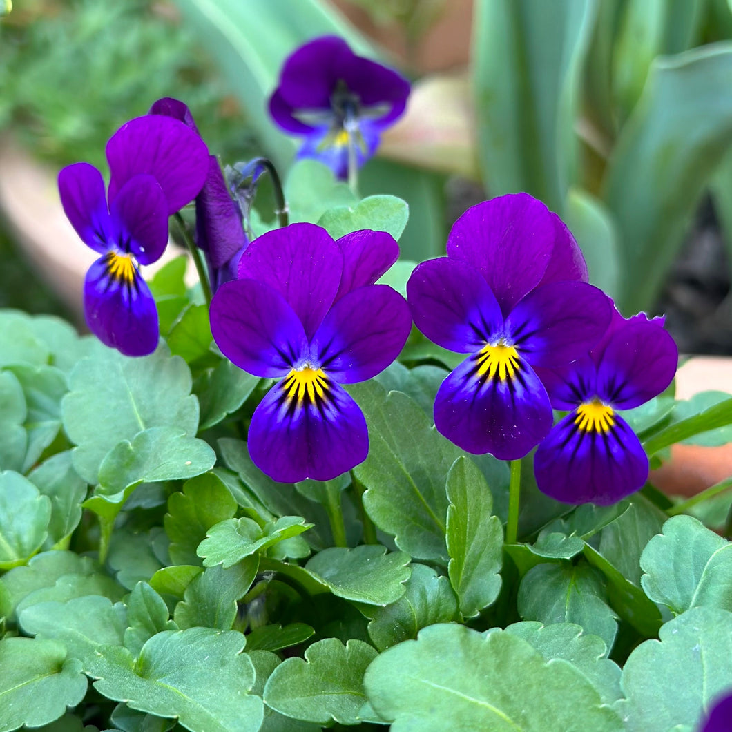 Viola 'King Henry’ Seeds - Hollyhock Hill