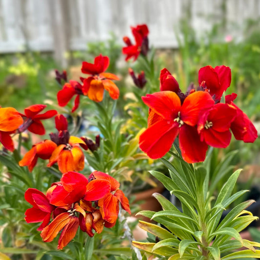 Wallflower Fire King seeds - Hollyhock Hill