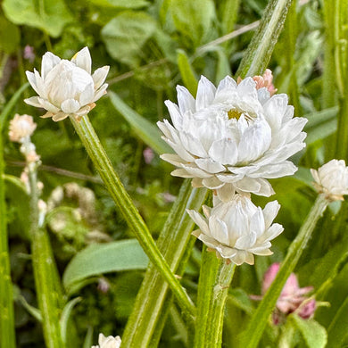 Winged Everlasting Daisy Seeds - Hollyhock Hill