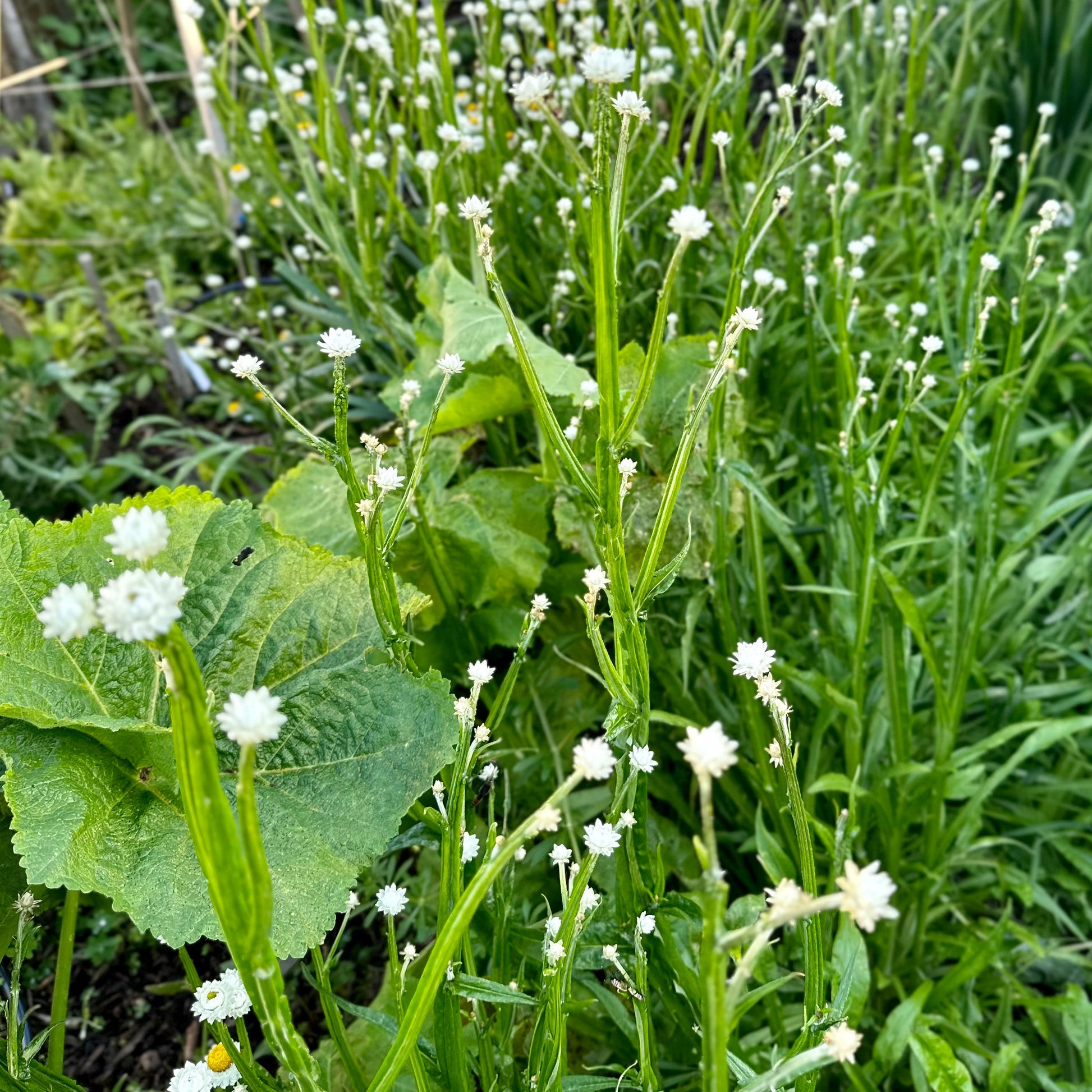 Winged Everlasting Daisy Seeds - Hollyhock Hill
